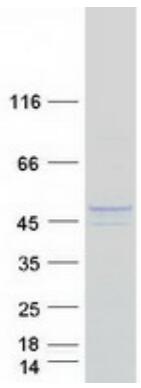Coomassie blue staining of purified REN protein.